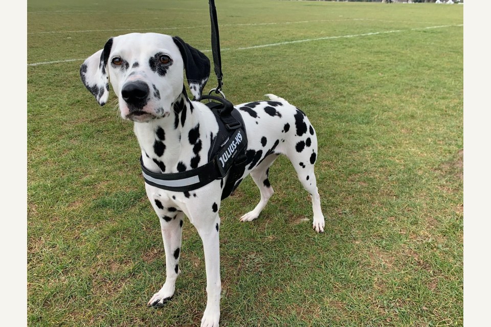 The Dotty Dog